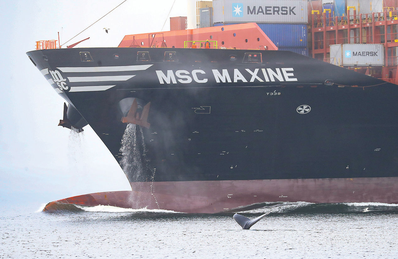 Whale near cargo ship